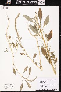 Amaranthus hybridus image