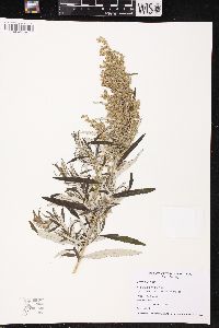 Artemisia serrata image