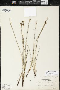 Sisyrinchium montanum image