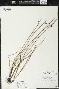 Sisyrinchium montanum image