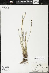 Sisyrinchium montanum image