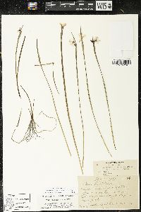 Sisyrinchium montanum image