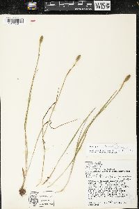 Nemastylis nuttallii image