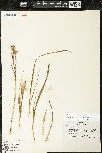 Nemastylis geminiflora image