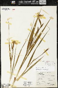 Nemastylis geminiflora image