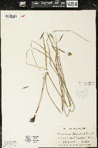 Nemastylis floridana image