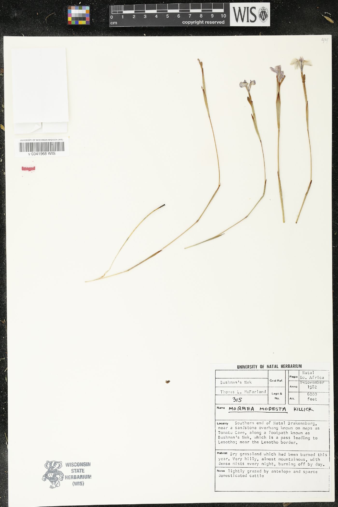 Moraea modesta image