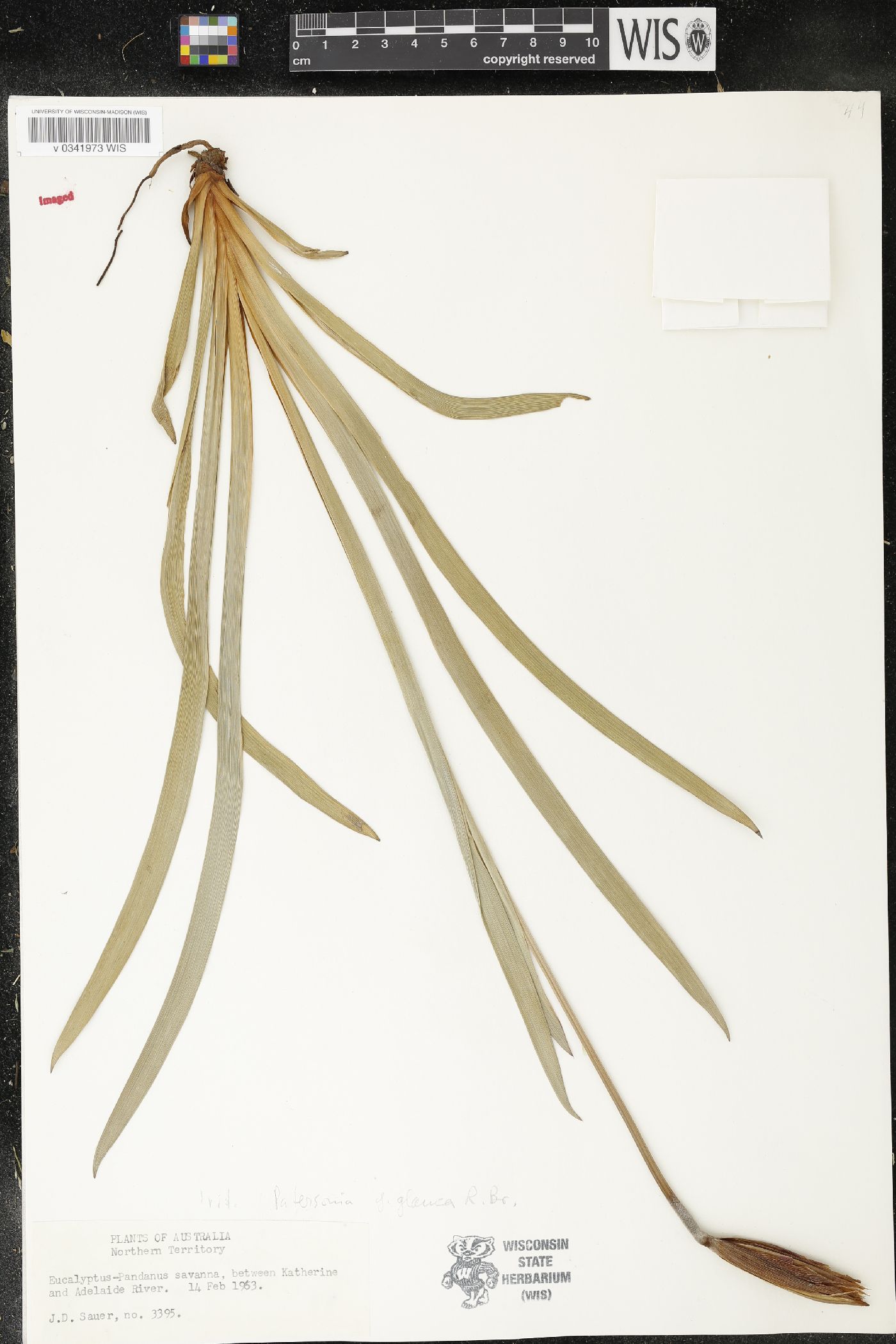 Patersonia fragilis image