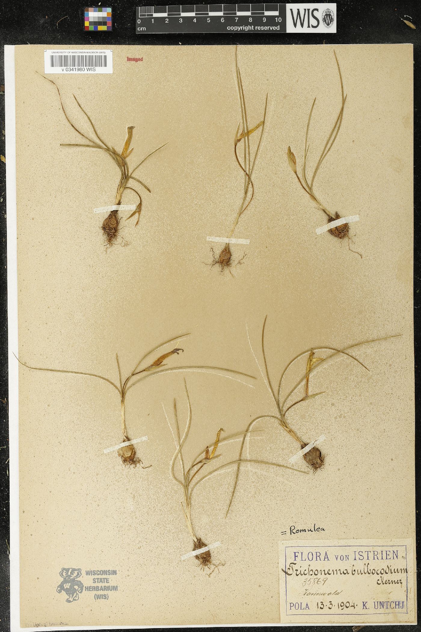 Romulea bulbocodium image