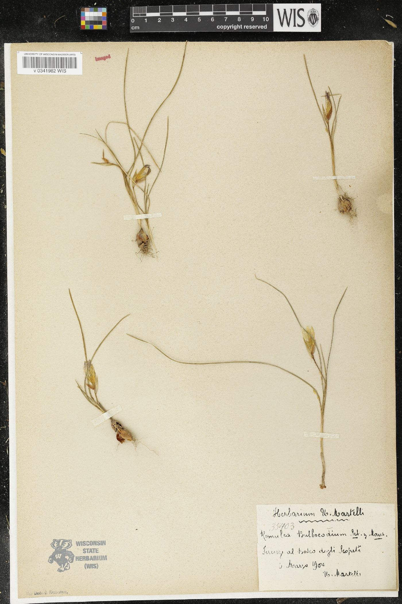 Romulea bulbocodium image