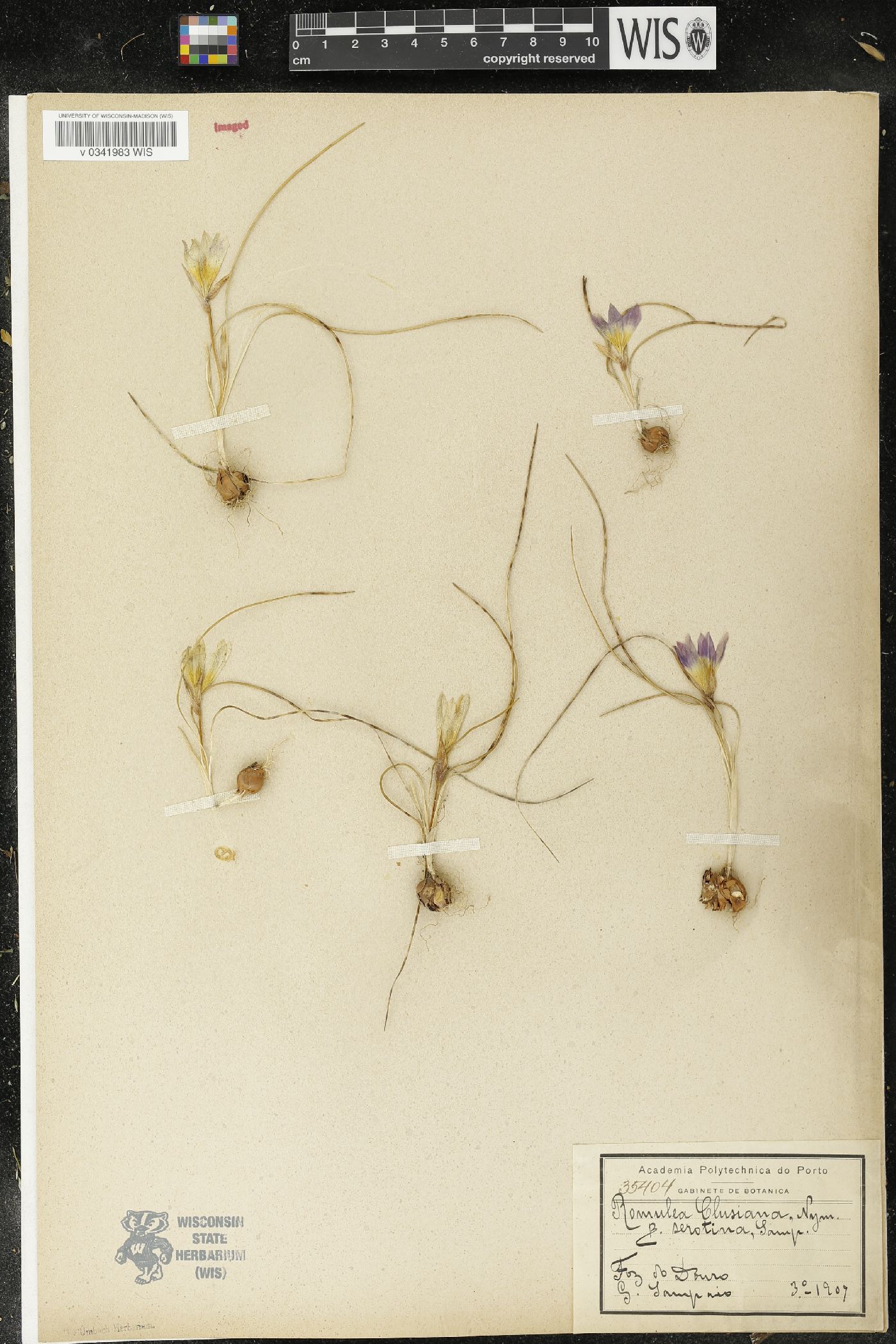 Romulea clusiana image