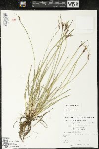 Sisyrinchium albidum image