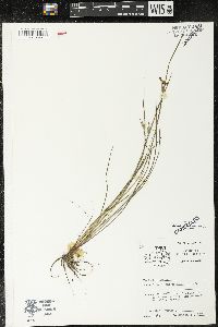 Sisyrinchium albidum image