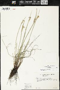 Sisyrinchium albidum image