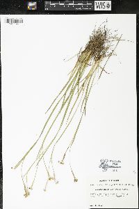 Sisyrinchium arenicola image