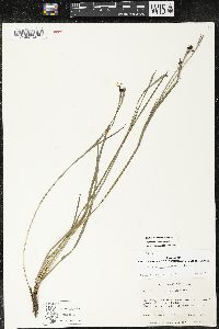 Sisyrinchium biforme image