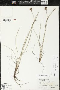 Sisyrinchium biforme image