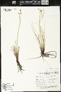 Sisyrinchium funereum image