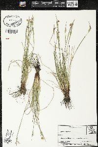 Sisyrinchium campestre image