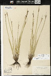 Sisyrinchium campestre image