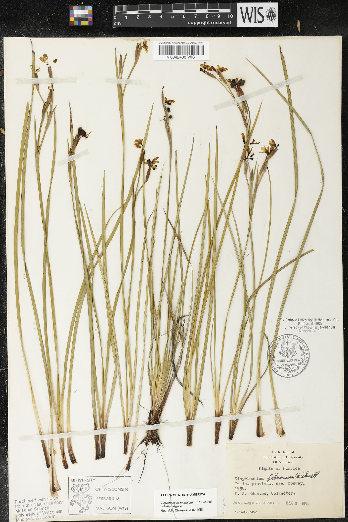 Sisyrinchium fuscatum image