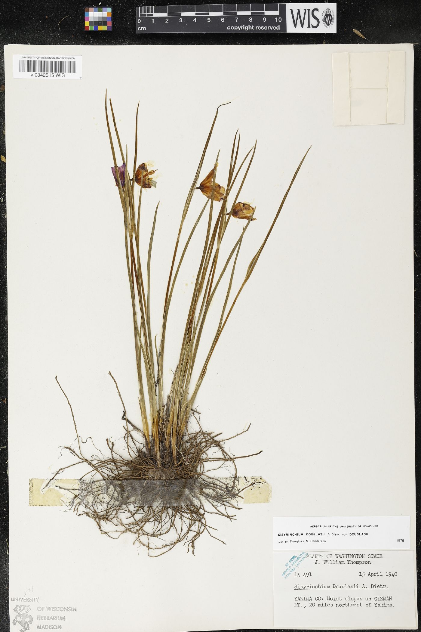 Olsynium douglasii var. douglasii image