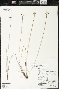 Sisyrinchium idahoense image