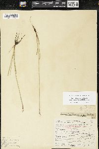 Sisyrinchium idahoense image