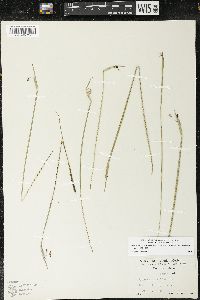 Sisyrinchium idahoense var. idahoense image