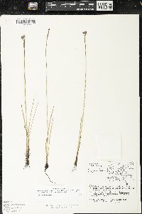 Sisyrinchium idahoense var. occidentale image