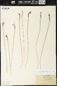 Sisyrinchium idahoense var. occidentale image