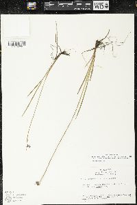 Sisyrinchium idahoense var. occidentale image