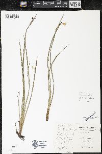 Sisyrinchium sarmentosum image