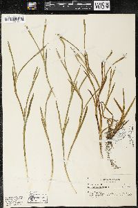 Sisyrinchium chilense image