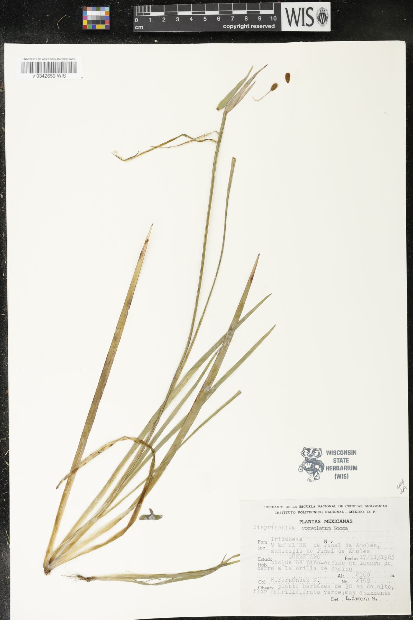 Sisyrinchium convolutum image