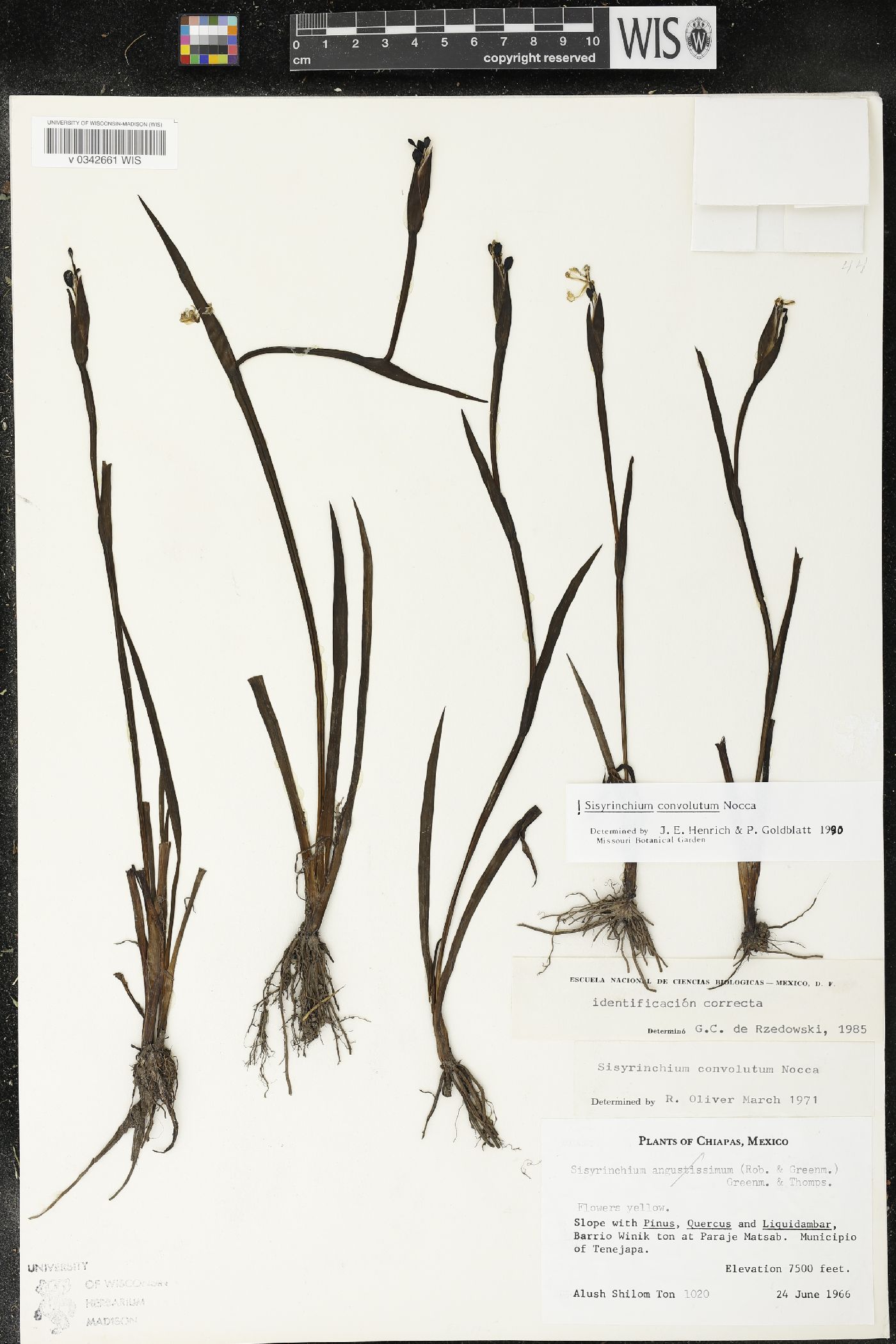 Sisyrinchium convolutum image