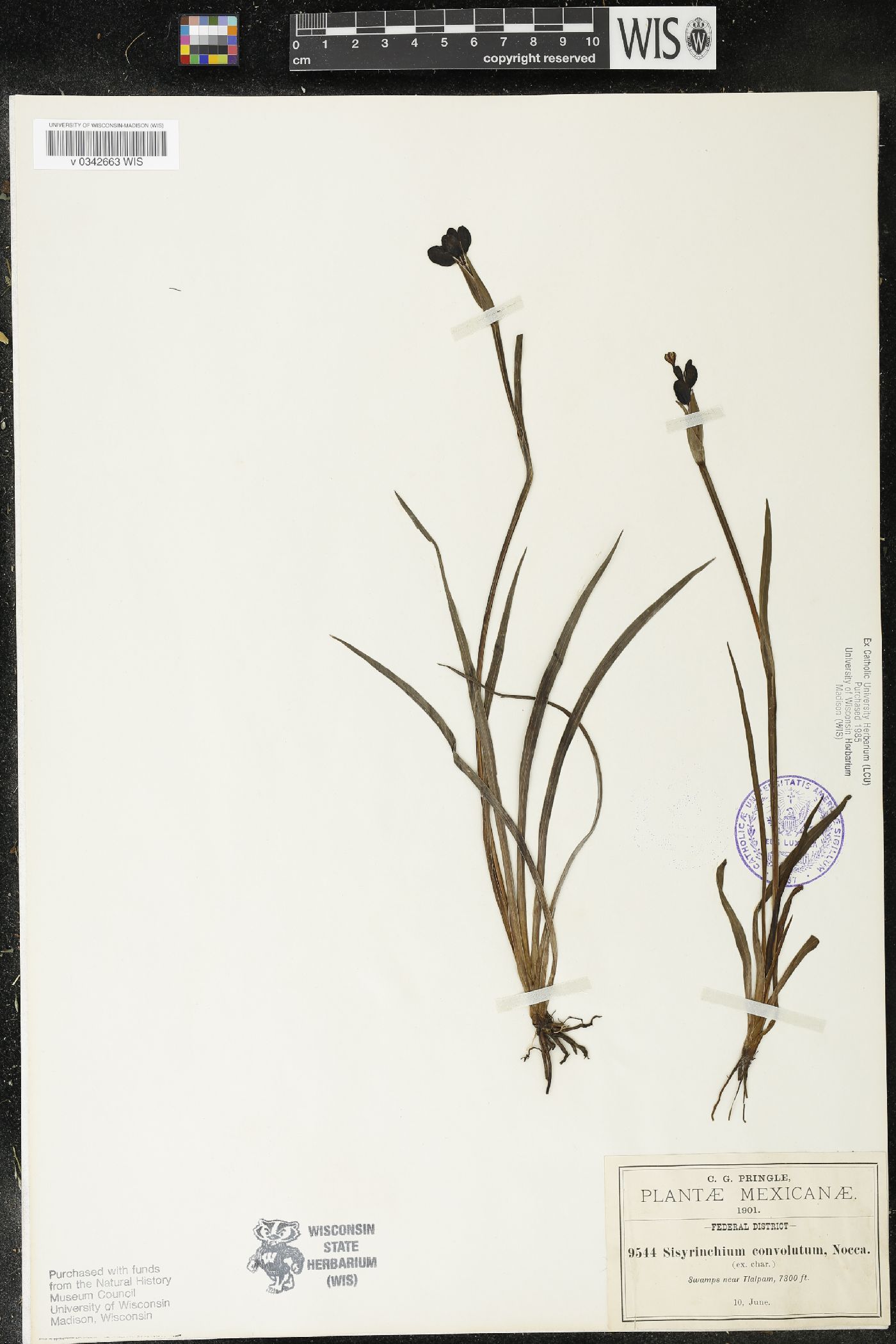 Sisyrinchium convolutum image