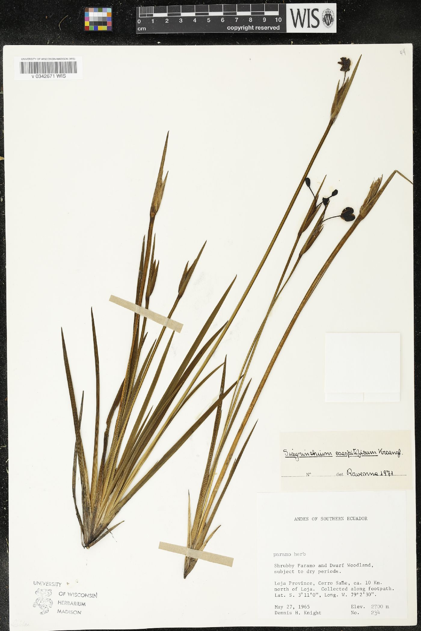 Sisyrinchium caespitificum image