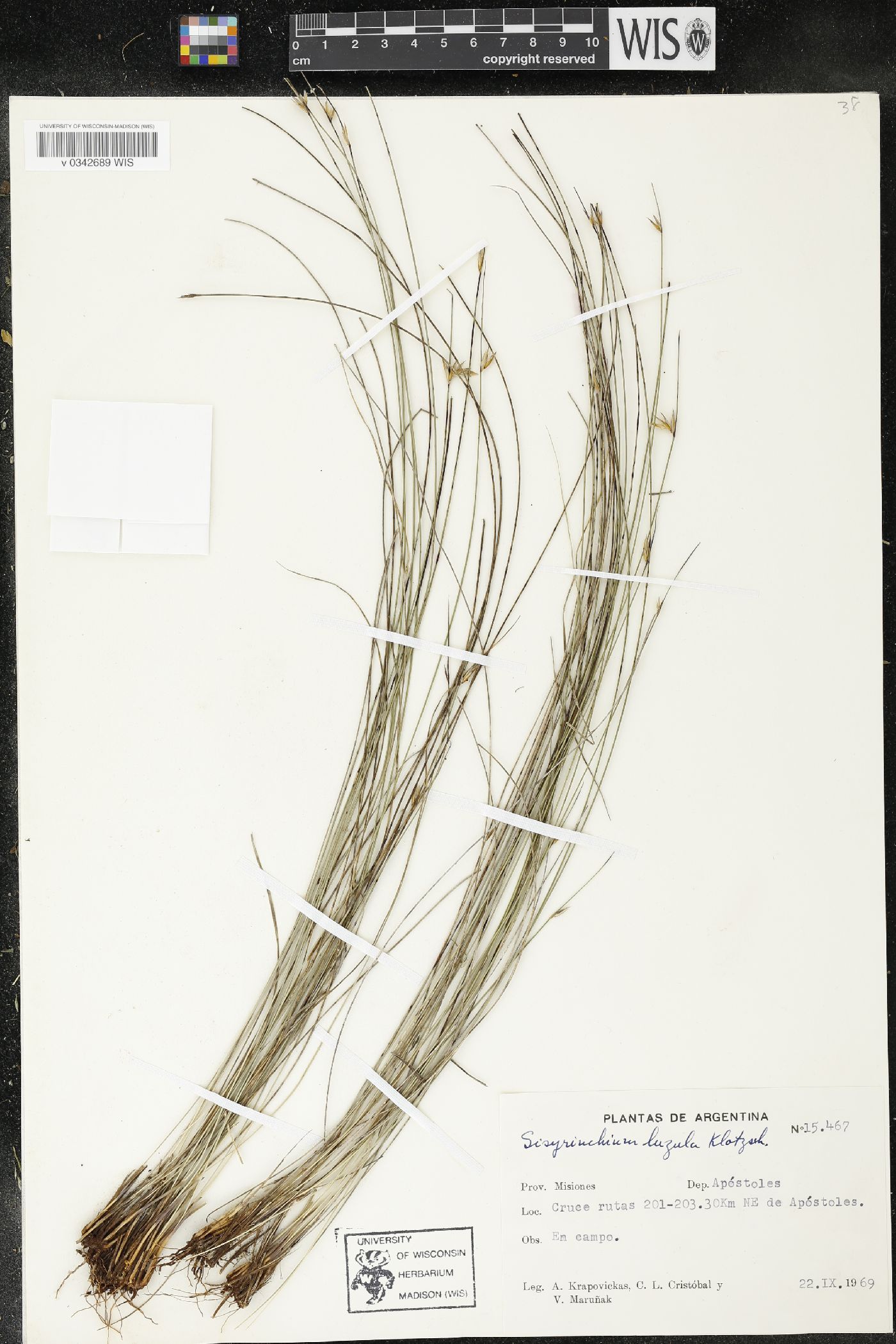 Sisyrinchium luzula image