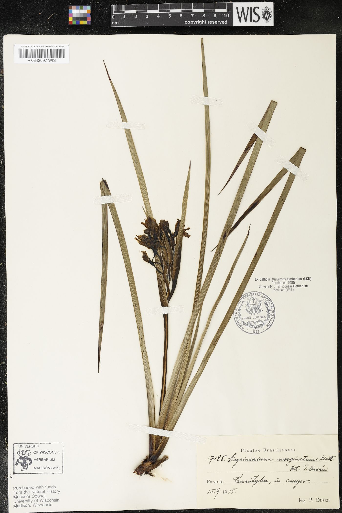 Sisyrinchium palmifolium image