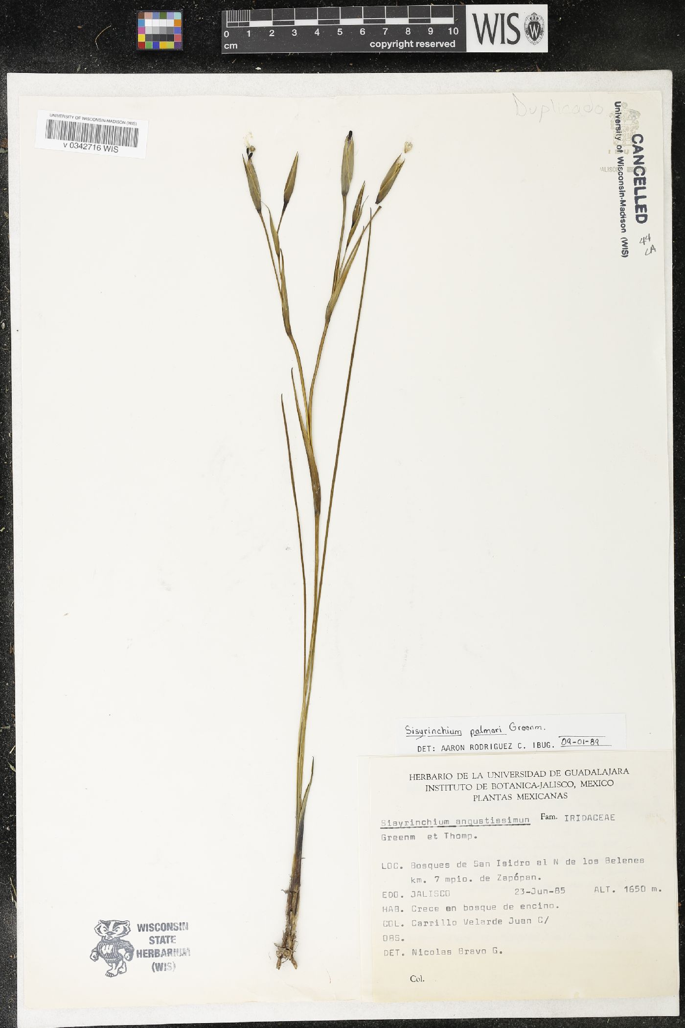 Sisyrinchium palmeri image