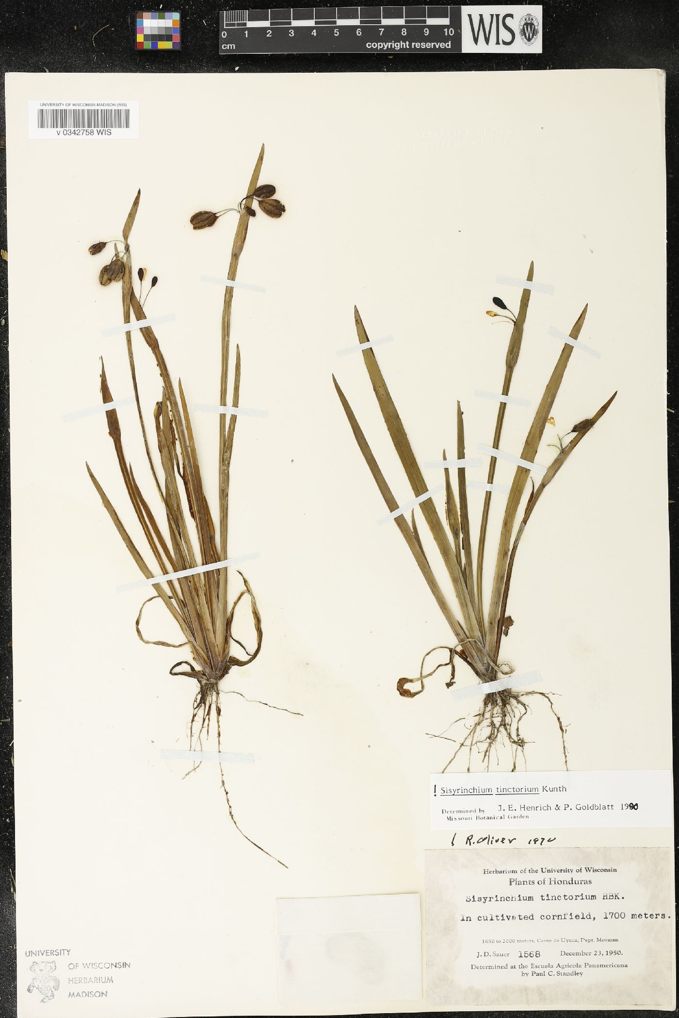 Sisyrinchium tinctorium image