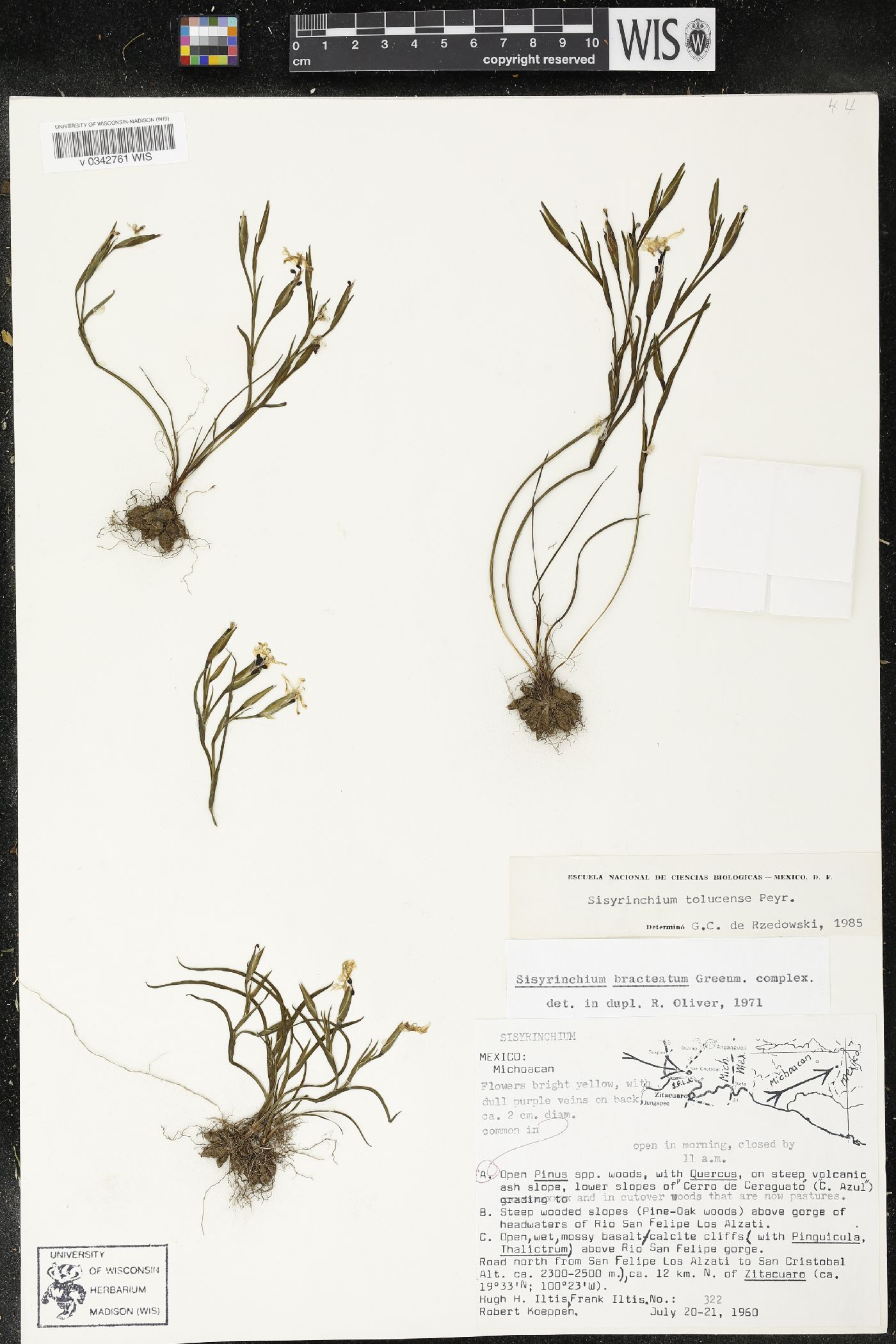 Sisyrinchium tolucense image