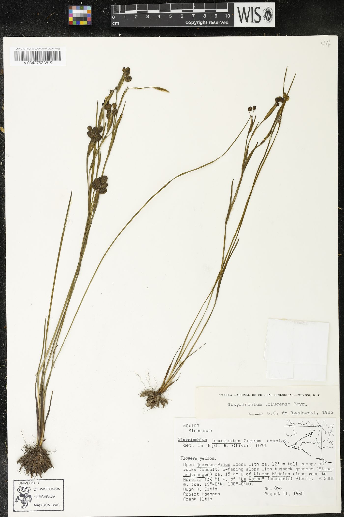 Sisyrinchium tolucense image