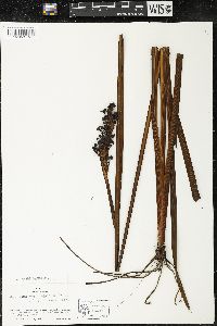 Sisyrinchium wettsteinii image