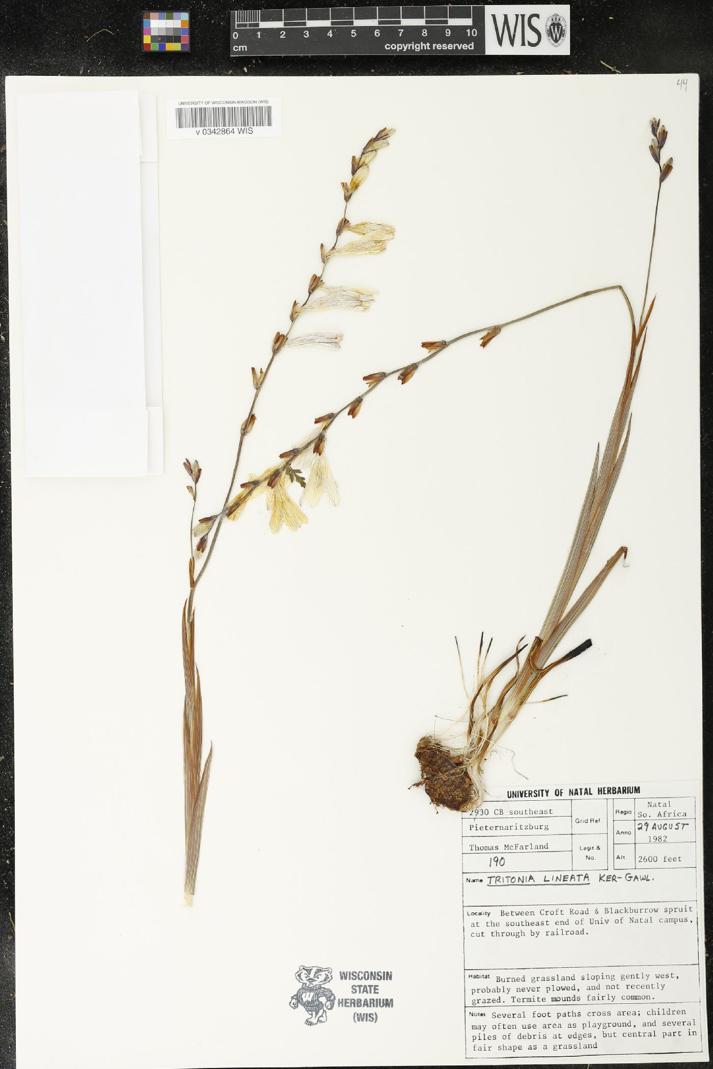 Tritonia gladiolaris image