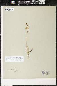 Ixia scillaris image