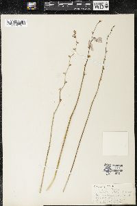 Ixia scillaris image
