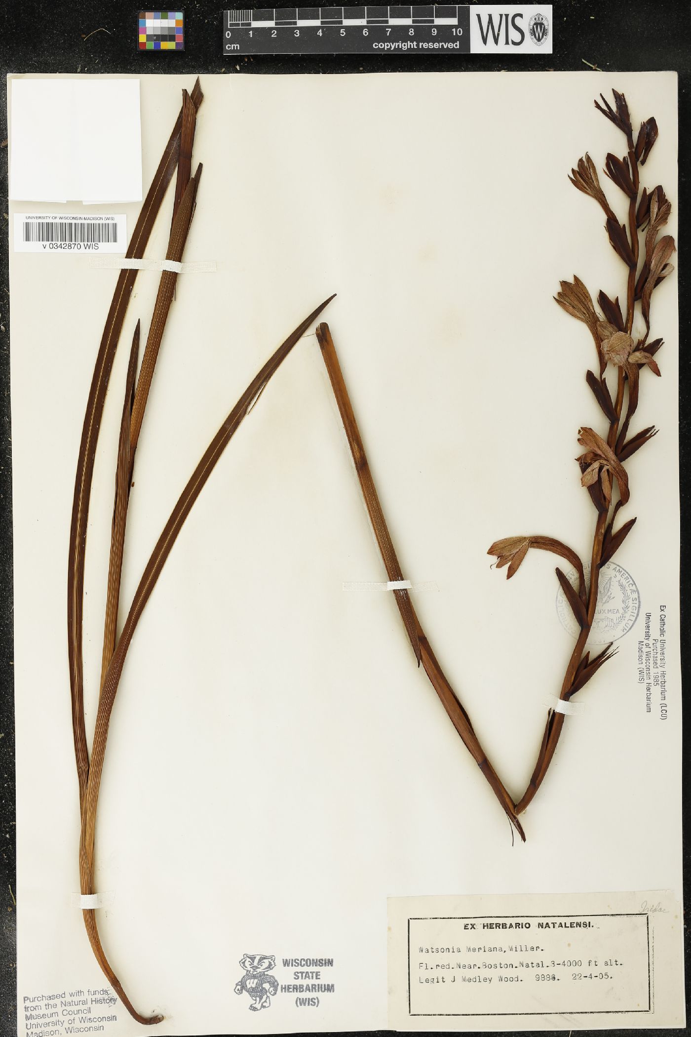 Watsonia meriana image