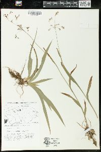 Luzula parviflora image